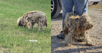 Street Dog No More! Poodle’s Jaw-Dropping Makeover After Months of Mats