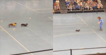 Last to Cross, First in Our Hearts—Senior Pup’s Weiner Dog Race Finish is Pure Joy