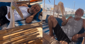 From Strangers to Soulmates—The Remarkable Friendship of a Man and His Pelican