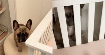 Meet the Sweetest Nanny—This Frenchie Won’t Stop Checking on Baby