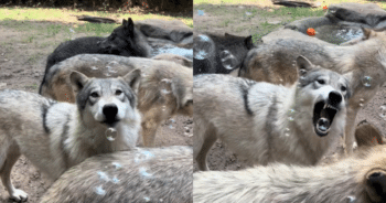 Memphis Zoo Wolves Discover the Magic of Bubbles—And It’s Adorable