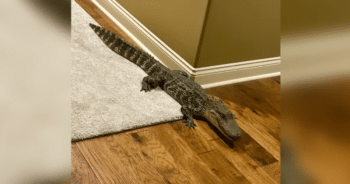 Hero Dog Saves Family After Alligator Slips in Through Doggy Door