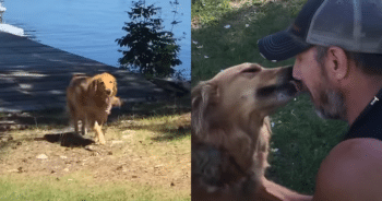 Against All Odds—Dog Survives Rapids and Reunites with Owner After 10 Days