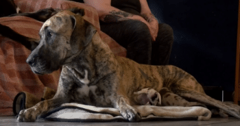 Supermom! Great Dane Gives Birth to 21 Pups in an Incredible 27-Hour Labor