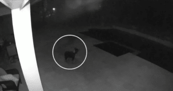 Dog Risks It All to Save Neighbor and Best Friend from Harrowing Coyote Encounter