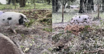 Oink-tastic Helper! Pig Lends a Hoof After Hurricane Cleanup