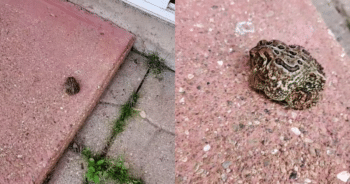 Loyal Toad Returns to Woman’s Patio for Three Years—So She Builds Him a Tiny Home