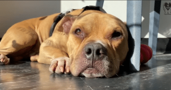 Paralyzed Dog Faces Euthanasia, But Fate Leads Him to a Loving Home