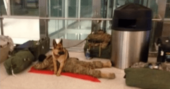 Loyal Military Dog Stands Guard Over Sleeping Soldier at Airport