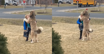 Bernedoodle Wins Hearts with Adorable After-School Hugs for His Brother