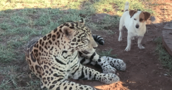 Keeper’s Heart Races as Jaguar Attacks Dog—But a Closer Look Says Otherwise