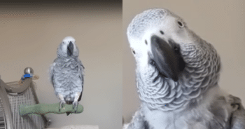 Adopted Parrot’s Outrageous Vocabulary Has Her Family Laughing Nonstop