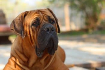 13 Large Dog Breeds That Will Be Your Gentle Protector