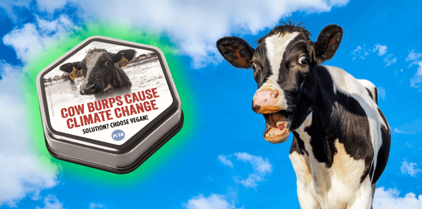 Bovine Burps Cause Climate Change!