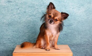 9 Adorable Small Dog Breeds That Pack Big Personalities