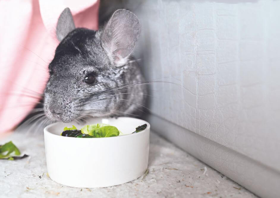 Should You Get a ‘Pet’ Chinchilla? Here’s What You Should Know Before Adopting