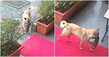 Stray Dog Carries Her Sick Pup To A Clinic And Asks Vet To Save Him