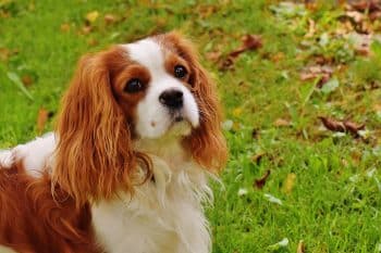 11 Dog Breeds That Have The Cutest Puppy Eyes