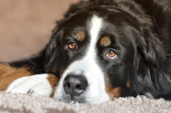 Ultimate 13 Dog Breeds That Are As Loyal As They Are Loving