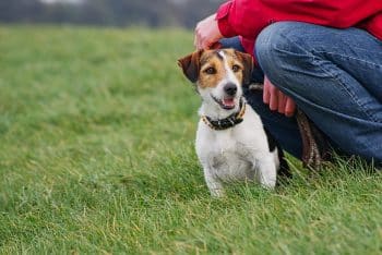 11 Small Dog Breeds That Make The Best Adventure Buddies