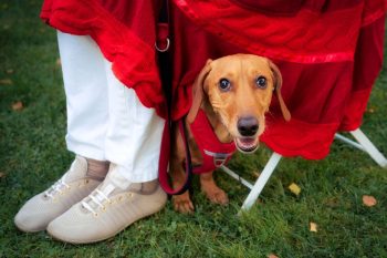 The 11 Pups That Will Have You Head Over Tails In Love