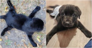 Flat Puppy Who Wasn’t Supposed To Stand, Runs With His Pack