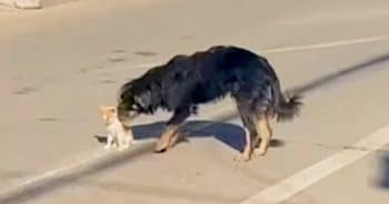 Stray Dog ‘Knows What To Do’ When Oblivious Kitten Sat In Road