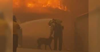 Firefighter Comforts Dog In Burning Neighborhood While Hosing Down Flames