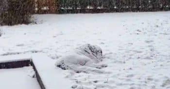 This ‘Snow Pile’ In Woman’s Yard Is Actually Alive