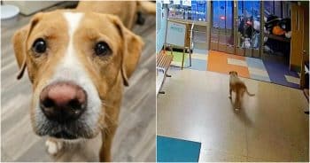 Dog ‘Checks Himself’ Out Of Shelter Because He Knew Where He Wanted To Be