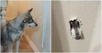 Dog Chews Through A Wall To Get Closer To The Woman Who Saved Her