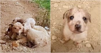 Mother Dog Held On To Ensure Every Puppy Was In Good Hands