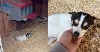 Woman Went To Check On Her Chickens And But Somebody Got There First