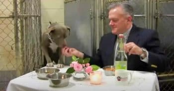 Vet Hosts Fancy Dinner With Dog To Commemorate Her Progress