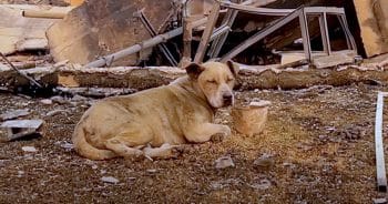 There Was Nothing Left Of Woman’s Home But A Lost Dog In The Rubble