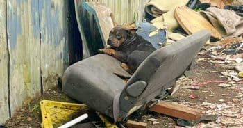 Dog Sleeping On Car Parts Throws Rescuers A Curveball