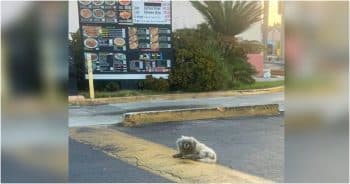 Drive-Thru Customers Rolled Past Dog Beneath Menu And Did Nothing