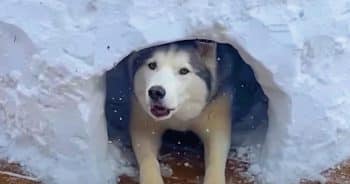 Guy Constructs A Personal Igloo For Husky Who Can’t Play In Snow