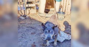 Old Dog Tethered In Bitter Cold Only Had A Plastic Shell For A Doghouse