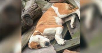 Rescue Receives Photo Of Dog Lying On Lumber With Four Chilling Words