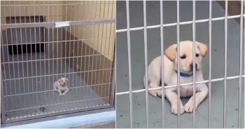 He’s ‘Just A Small Baby In A Big Kennel’ Surrounded By Bigger Barking Dogs