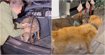 Dog Who Ate Rocks To Stave Off Hunger Is Comforted By A Golden Retriever