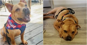 Shelter Dog Got Dressed Up To Meet His Family And They Stood Him Up