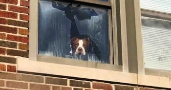 Dog Trapped In Abandoned School, Peered Out From A Shattered Window