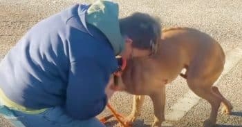 Stray Is So Relieved To See A Kind Woman That He Collapsed Into Her