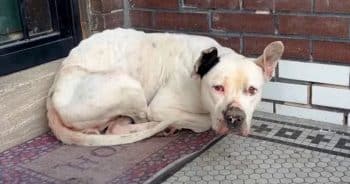 Stray Dog Thinks The People Approaching May Be There For Her