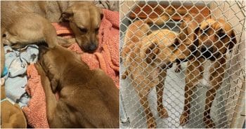 Dogs Relinquished To Shelter Multiple Times Could Only Rely On Each Other