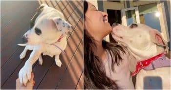 A Stray Dog’s ‘Thank You’ To Woman Who Gave Her A Home