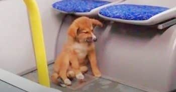 Puppy Rode Bus All Night Looking For The Woman Who Adopted Him