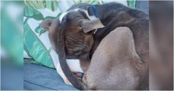 Stray Dog Wrapped His Tail Around His Face To Shield Himself From The World